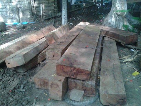 စစ္ကိုင္းတိုင္းတြင္ သစ္တန္ခ်ိန္ ၈၀၀ ေက်ာ္ ဖမ္းမိထား