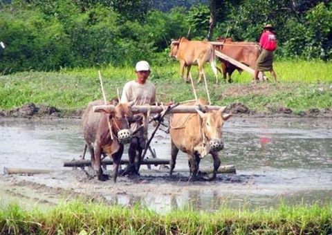 ေက်းရြာ ၄၀၀ ေက်ာ္အတြက္ ျမစိမ္းေရာင္စီမံကိန္းက က်ပ္သန္း ၁ ေသာင္းေက်ာ္ ထုတ္ေခ်း