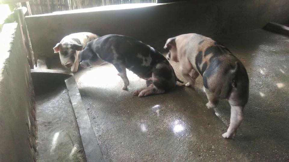 တိုက္ႀကီးၿမိဳ႕နယ္တြင္ ဝက္တုပ္ေကြးျဖစ္၊ ၀က္အေျမာက္အျမား ေသဆံုး