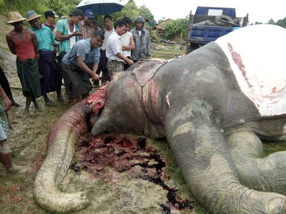ေတာဆင္႐ုိင္းတေကာင္ အဆိပ္ျမားဒဏ္ရာျဖင့္ ေသဆံုး