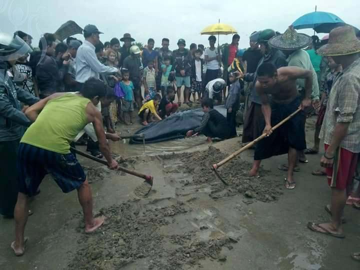 အလွ်ားေပ ၂၂ ရွိ ေဝလငါးတေကာင္ ခအံုးေမာ္ကမ္းေျခတြင္ ေသာင္တင္ (ဓာတ္ပံု)