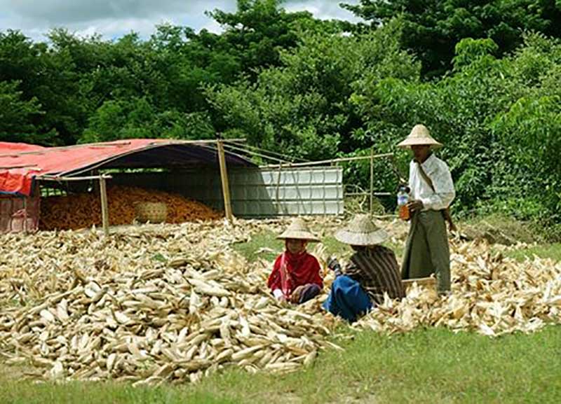 ေစ်းကြက္ႏွင့္ ၀ယ္လိုအား က်ဆင္းမႈေၾကာင့္ အေစ့ထုတ္ေျပာင္း အေရာင္းအ၀ယ္ေအး