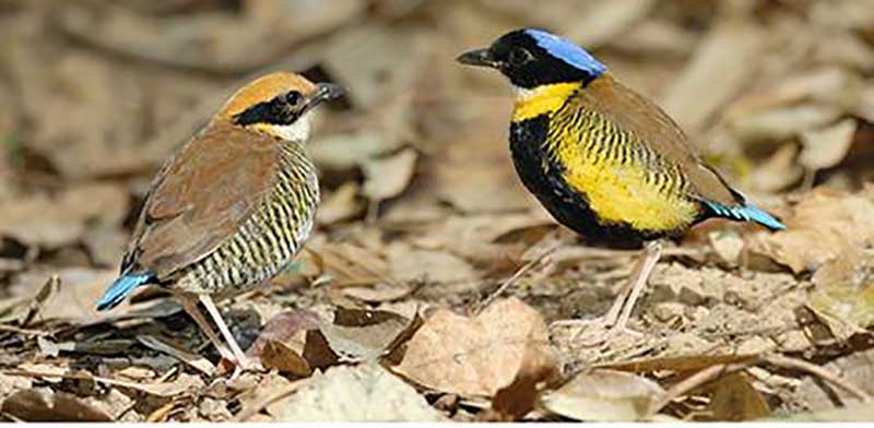 ကမာၻေပၚတြင္ မ်ဳိးသုန္းေပ်ာက္ကြယ္လုနီးပါးျဖစ္ေနသည့္ ေတာင္ငံုး ရင္မဲငွက္မ်ဳိးစိတ္ (ဓာတ္ပံု)