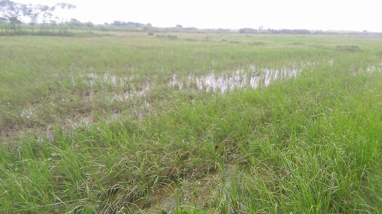 ေရနစ္လယ္ေျမမ်ား စိုက္စရိတ္ေခ်းေငြမရသျဖင့္ စပါးျပန္မစိုက္ႏိုင္