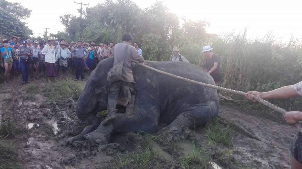 လူေနေက်းရြာကိုေရာက္လာသည့္ ေတာဆင္႐ိုင္းကို ေမ့ေဆးေသနတ္ျဖင့္ ပစ္ခတ္ဖမ္းဆီး