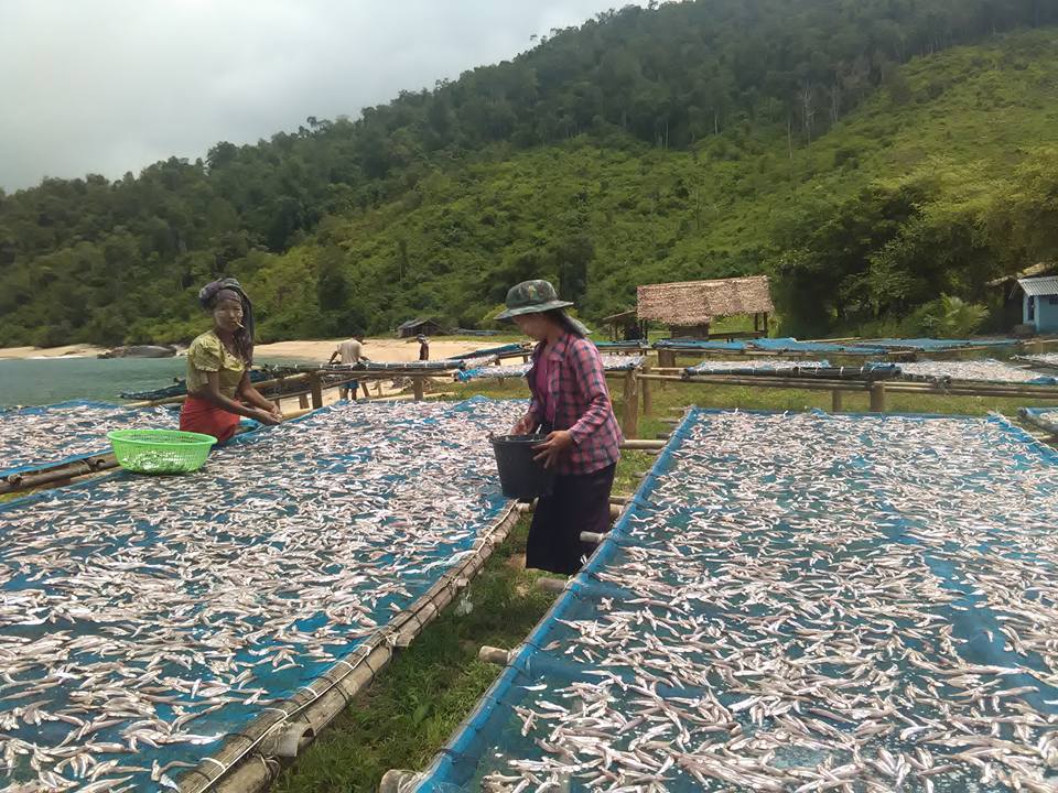 ထားဝယ္ေရလုပ္သားမ်ား သစ္ခိုးဂိုဏ္း၏ ၿခိမ္းေျခာက္မႈခံေနရ