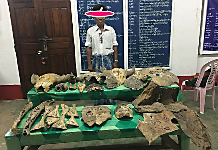 ေကာ့ေသာင္းတြင္ ေတာ႐ိုင္းတိရစာၦန္အစိတ္အပိုင္းမ်ား ဖမ္းဆီးရမိ