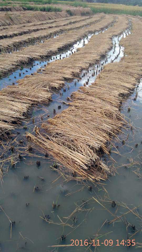 ေက်ာက္မဲတြင္ ေရႀကီး၊ စပါးခင္းမ်ားပ်က္စီး