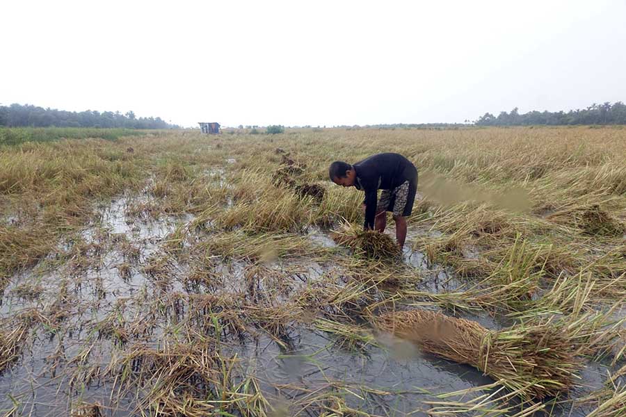 ဘုိကေလးတြင္ ေလျပင္းႏွင့္ မိုးရြာသြန္းမႈမ်ားေၾကာင့္ လယ္ယာပ်က္စီးဆံုး႐ံႈးမႈမ်ား