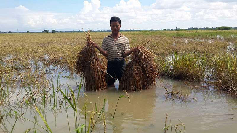 နတ္တလင္းတြင္ မုိးအဆက္မျပတ္ရြာၿပီး ေခ်ာင္းေရလွ်ံမႈေၾကာင့္ လယ္ဧက သိန္းခ်ီေရျမဳပ္