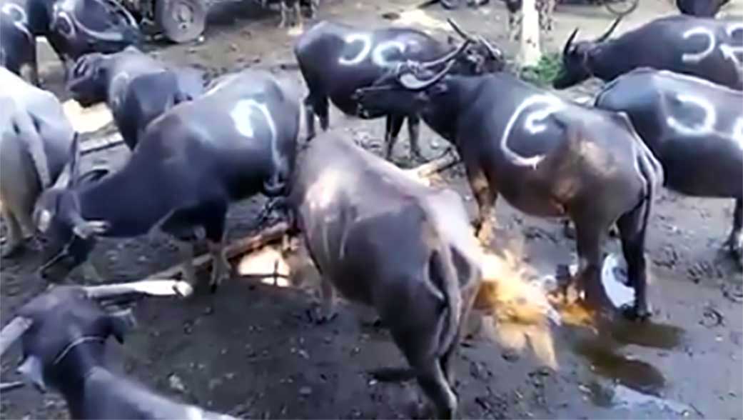 အင္းေတာ္တြင္ ေမွာင္ခိုကၽြဲ အေကာင္ ၂၀ ဖမ္းဆီးရမိ