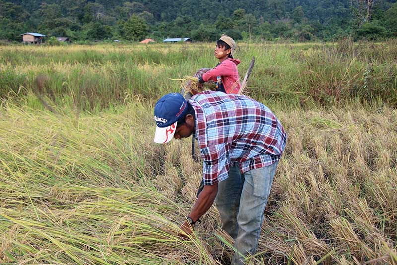သီးႏွံမ်ဳိးစံု မ်ဳိးေကာင္းမ်ဳိးသန္႔ ပူးေပါင္းထုတ္လုိသည့္ ပုဂၢလိက လာေရာက္ေလ်ာက္ထားသူ ၆ ဦးရွိ