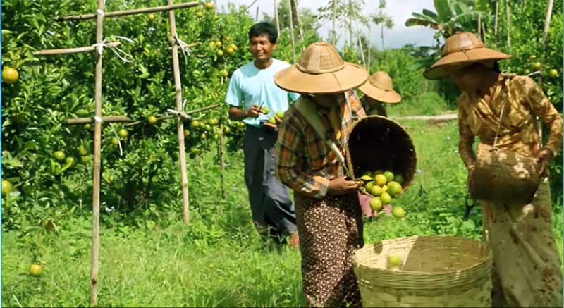 လိေမၼာ္ေစ်းမ်ား ထိုးက်ေနသည့္အတြက္ ေတာင္သူမ်ား အခက္ႀကံဳ