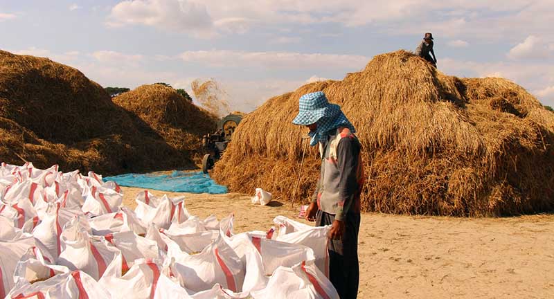 အစိုးရ စပါး၀ယ္မည့္အစီအစဥ္႐ုပ္သိမ္း