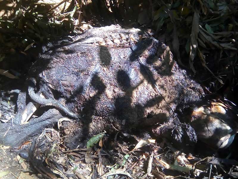 တိုက္ႀကီးတြင္ ေတာဆင္႐ိုင္းတေကာင္ထပ္မံ အသတ္ခံရ