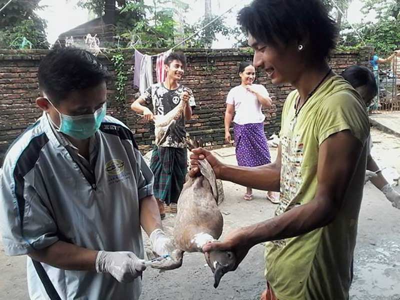 မြန္ျပည္နယ္တြင္ ၾကက္ငွက္တုပ္ေကြး သုေတသနစမ္းသပ္မည္