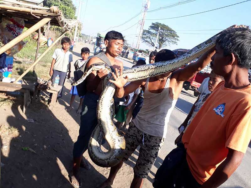 စစ္ေတြ သခ်ဳႋင္းအနီး ဧရာမစပါးႀကီးေႁမြတေကာင္ ဖမ္းမိ (သတင္းဓာတ္ပံု)
