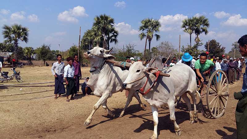 မံုရြာၿမိဳ႕တြင္ ႏြားအလွၿပိဳင္ပြဲ ျပဳလုပ္