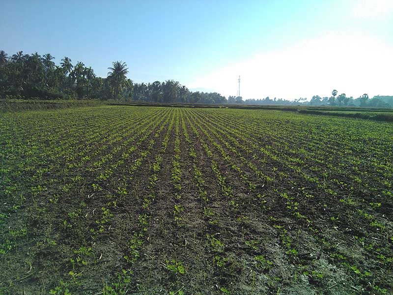ေရးၿမိဳ႕တြင္ ေအာ္ဂဲနစ္ သီးႏွံမ်ား စတင္စိုက္ပ်ဳိး
