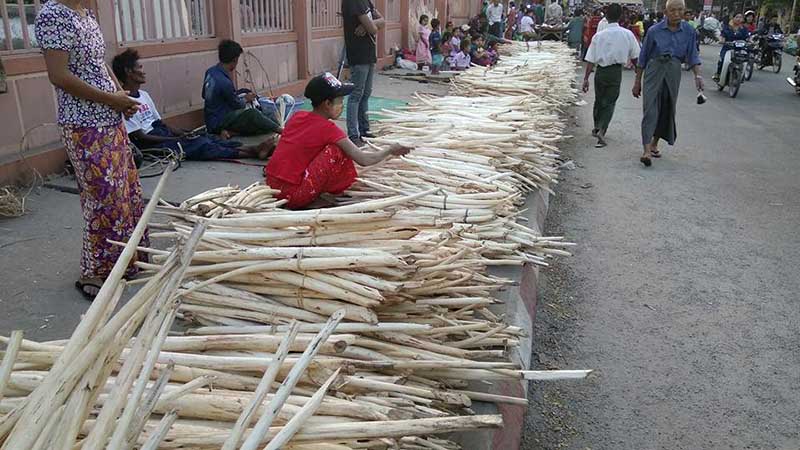 ျပည္ ေရႊဆံေတာ္ဘုရားတြင္ ဉာဏ္႐ိုးပူေဇာ္ပြဲ က်င္းပ