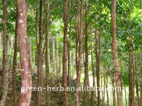 သစ္ေတာစိုက္ပ်ဳိးခြင့္ျပဳေျမ ဧက ၇ သိန္းေက်ာ္တြင္ စိုက္ပ်ဳိးေျမဧက ၂ သိန္းေက်ာ္သာရွိ