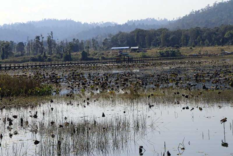 အင္းေလးကန္ေရခမ္းေျခာက္လာသျဖင့္ ခရမ္းခ်ဥ္သီးစို္က္ခင္းမ်ားပ်က္စီး