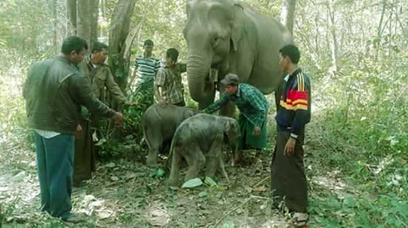 ဂန္႔ေဂါၿမိဳ႕နယ္ သစ္ေတာဆင္စခန္းတြင္ ဆင္အႁမႊာ ေမြးဖြား (ဓာတ္ပုံ)