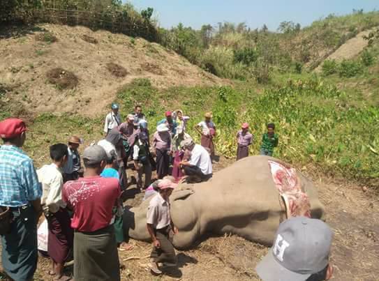 တိုက္ႀကီးၿမိဳ႕နယ္တြင္ ေတာဆင္႐ိုင္းတေကာင္ ဒဏ္ရာမ်ားႏွင့္ေသဆုံး