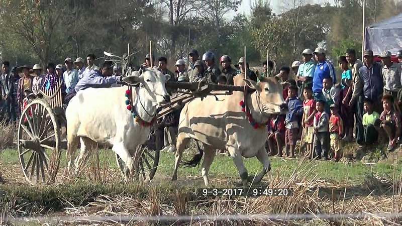 ႐ိုးရာႏြားလွည္းမ်ား မေပ်ာက္ပ်က္ေအာင္ ထိန္းသိမ္းရန္ ကေလးၿမိဳ႕၌ လွည္းယာဥ္ၿပိဳင္ပြဲက်င္းပ (ဓာတ္ပံု)