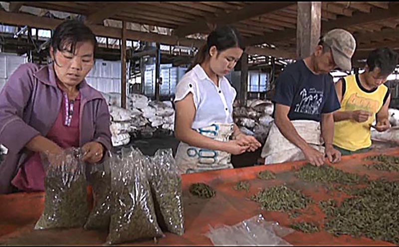 ရြာငံ လက္ဖက္ေျခာက္ႏွင့္အစိုမ်ား ဂ်ာမနီႏွင့္စင္ကာပူသို႔ တင္ပို႔ေရာင္းခ်ရန္စီစဥ္