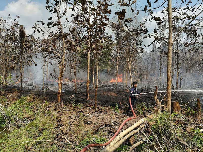 ေရႊဘို-ျမစ္ႀကီးနားကားလမ္းေဘးရွိ သစ္ေတာကၽြန္းစိုက္ခင္း ေတာမီးေလာင္