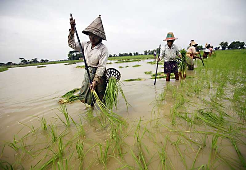 မႏၲေလးႏွင့္ စစ္ကိုင္းတိုင္းတြင္ စိုက္ပ်ဳိးေရးက႑ ေခ်းေငြရရွိရန္ ေတာင္းဆို