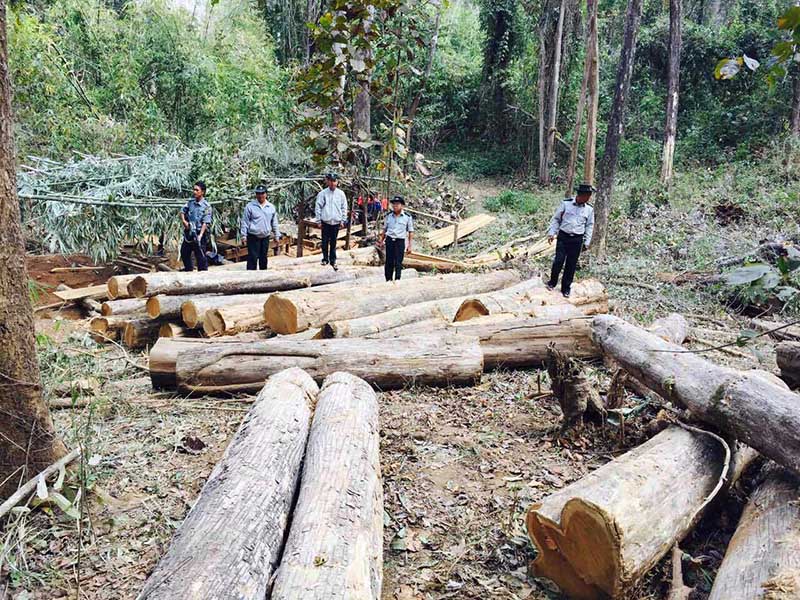 ၀န္းသိုၿမိဳ႕နယ္တြင္ တရားမ၀င္​ကြၽန္​းသစ္​ႏွင္​့ သစ္​ခြဲသားမ်ား ဖမ္​းမိ