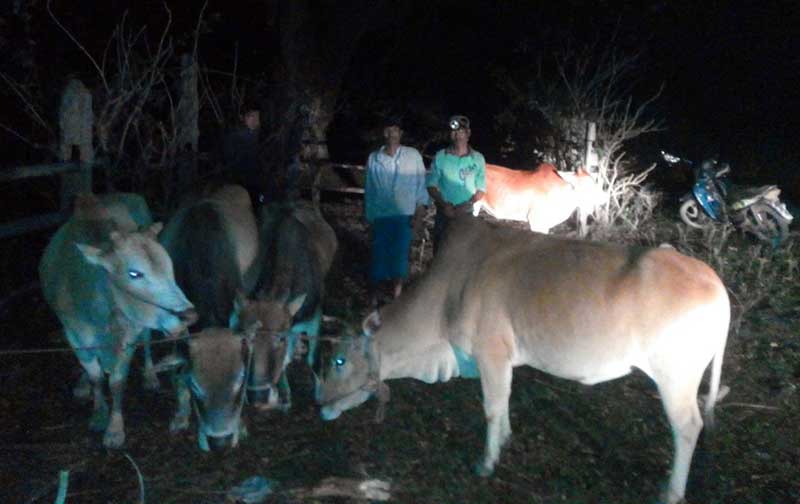 အင္းေတာ္ၿမိဳ႕နယ္တြင္ တရားမ၀င္ ေမွာင္ခုိႏြားမ်ား ဖမ္းမိ