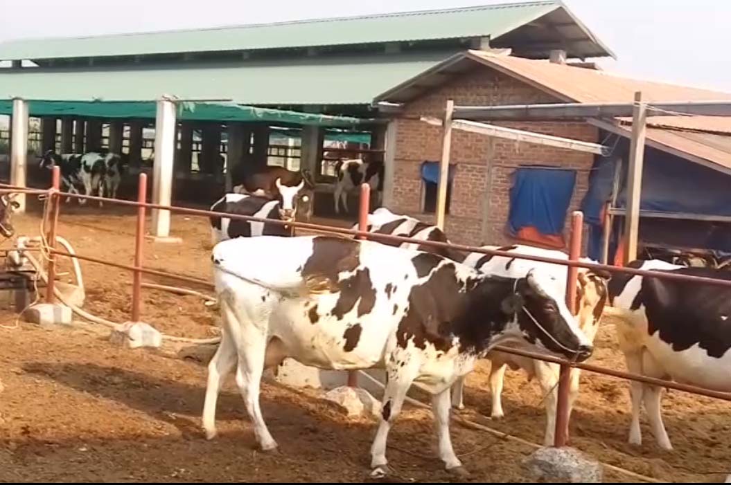 ခုိင္းႏြားႏွင့္ႏုိ႔စားႏြား မလုံေလာက္သျဖင့္ မူဆယ္နယ္စပ္မွ တင္သြင္း