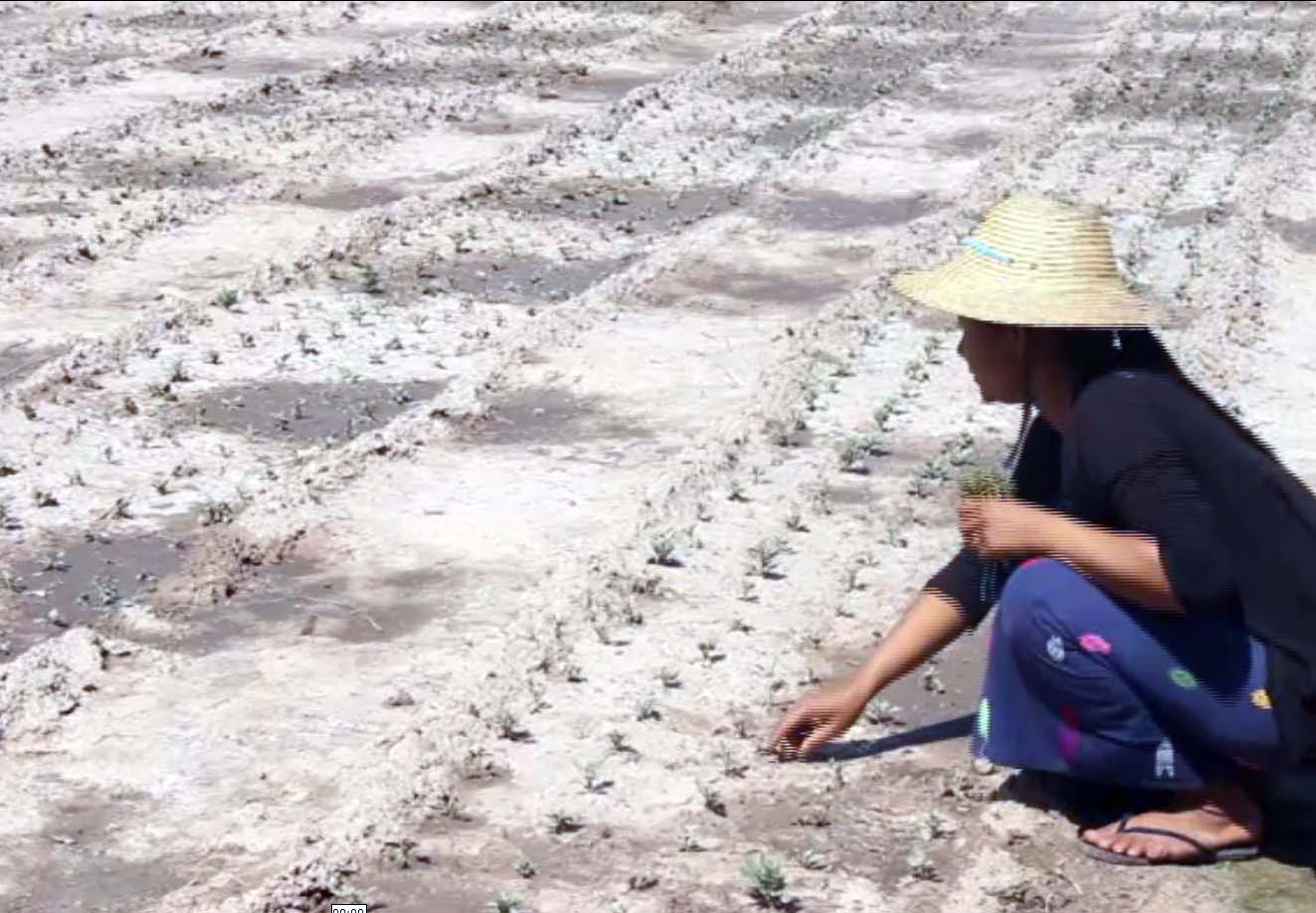 ပန္းပ်ဳိးပင္ေစ်းႏႈန္း တက္သျဖင့္ ေတာင္သူမ်ား အခက္ႀကံဳ