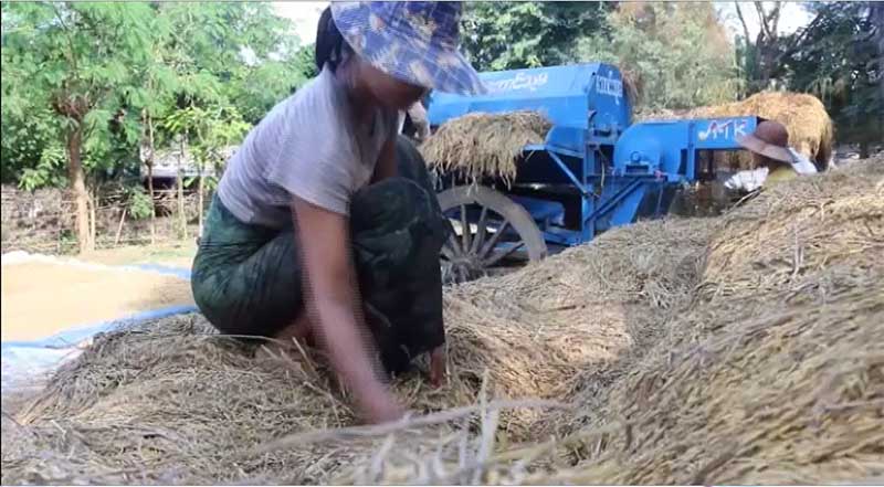 ေႏြစပါးရိတ္ရန္ ရိတ္သိမ္းေႁခြေလွ႔စက္လိုအပ္ပါက အကူညီေတာင္းခံႏုိင္