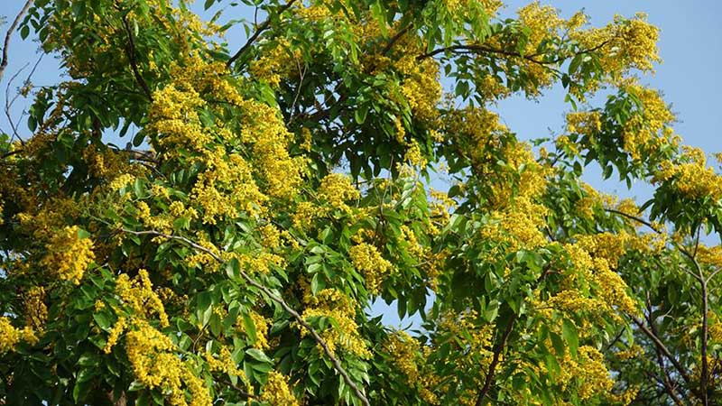 မႏၲေလးၿမိဳ႕ေနရာအႏွံ႔ ပိေတာက္ပန္းမ်ားပြင့္ေန (ဓာတ္ပံု)