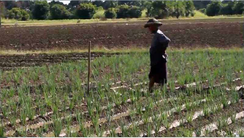 မုန္တိုင္းႏွင့္ပါလာသည့္မိုးေၾကာင့္ ၾကက္သြန္ခင္းမ်ားေရျမဳပ္ပ်က္စီး