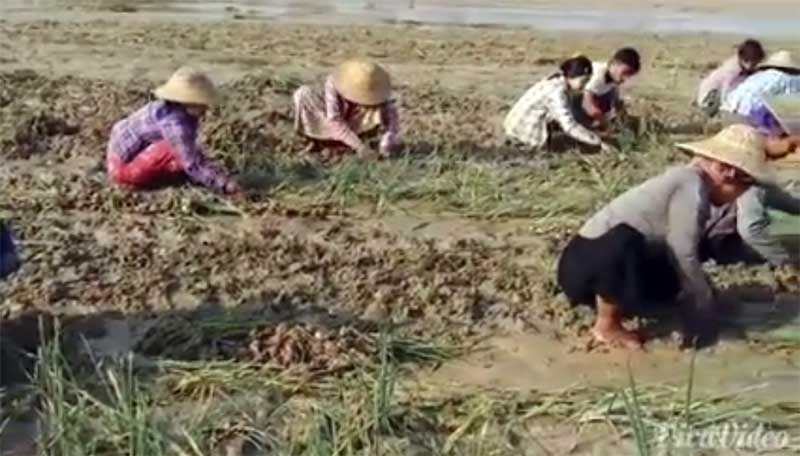 ျမင္းၿခံတြင္ မာရသာ မုန္​တုိင္​းေၾကာင့္  ၾကက္သြန္ခင္းအခ်ဳိ႕ပ်က္စီး