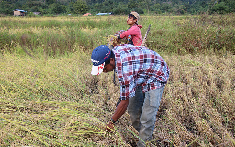 ဧရာဝတီတုိင္းရွိ လယ္သမားမ်ား စုိက္စရိတ္ေခ်းေငြ က်ပ္ဘီလီယံ ၃၀၀ နီးပါး ေပးရန္က်န္