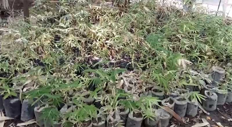 တႏွစ္ေက်ာ္အတြင္း ႏုိင္ငံတ၀န္း ၀ါးပ်ဳိးပင္ ၁ သန္းေက်ာ္ ျဖန္႔ေ၀ခဲ့ဟု ၀ါးစုိက္ပ်ဳိးေရးအသင္းေျပာ
