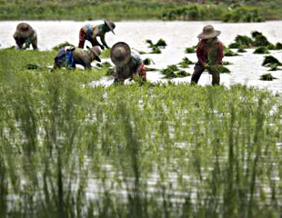 လယ္ယာ​ေျမ ပိုင္ဆိုင္ခြင့္​ရ​ေရး​ နွီး​ေနွာဖလွယ္ပြဲ က်င္း​ပ