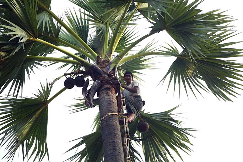 မိထၳီလာ-မလိႈင္ ကားလမ္းနံေဘးက ျမန္မာ့႐ိုးရာ ထန္းလ်က္လုပ္ငန္း -(ဓာတ္ပံု)