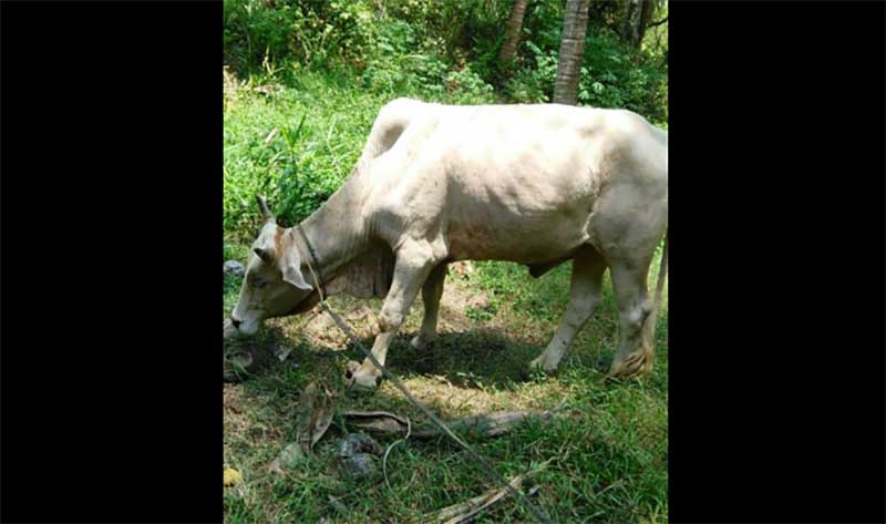 သံတြဲတြင္ ႏြားတင္လာသည့္ စက္ေလွေမွာက္၊ ႏြားအေကာင္ ၃၀ ေက်ာ္ ေသ