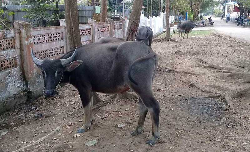 ဘိုကေလးတြင္ ကၽြဲေမွာင္ခိုသေဘၤာနစ္ျမဳပ္၊ ကၽြဲ အေကာင္ ၅၀ ေက်ာ္ ေသဆံုး