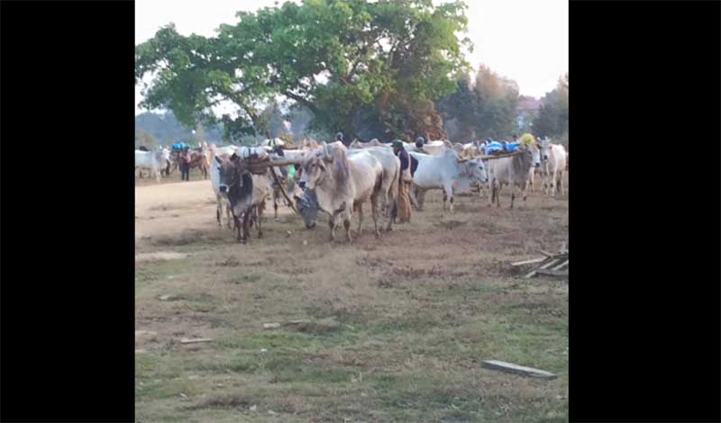 နမၼတူတြင္ ႏြားကုန္ကူးအဖြဲ႔  ေျမျမႇဳပ္မိုင္းနင္းမိ၊ ၁ ဦးေသ