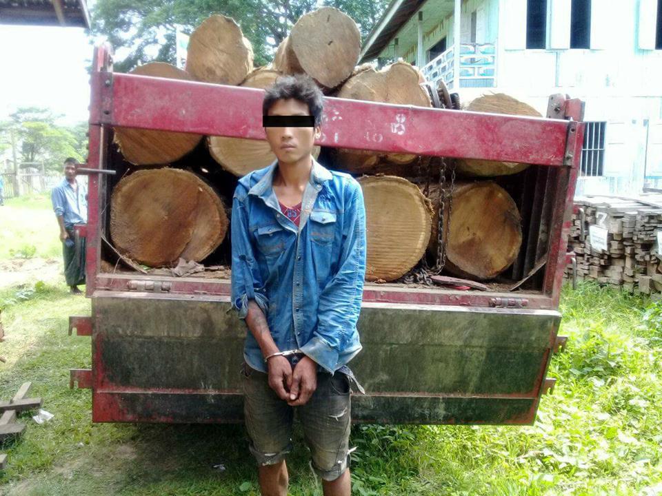 စစ္ကိုင္းတုိင္းႏွင့္ ပဲခူးတိုင္းအတြင္း တရားမဝင္ကၽြန္းသစ္မ်ားဖမ္းမိ