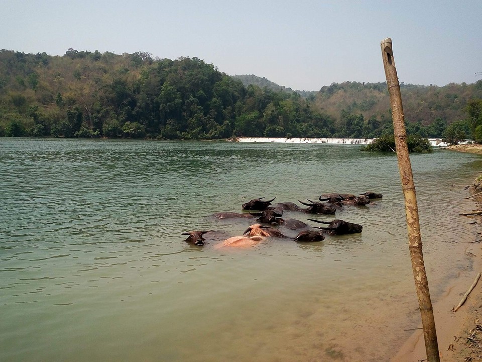 လား႐ႈိးခ႐ုိင္၌ ကူးစက္ေရာဂါတမ်ိဳးေၾကာင့္ ကၽြဲႏြားအေကာင္ေရ ၁၀၀ ေက်ာ္ေသဆံုး
