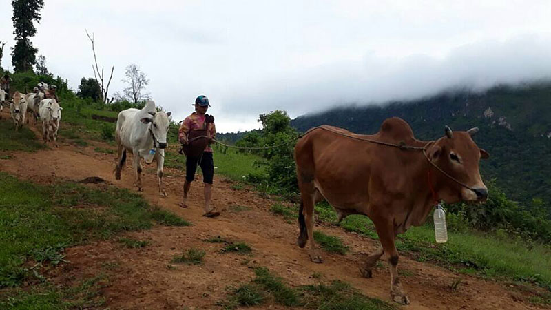 သာစည္ၿမိဳ႕နယ္တြင္ ေမွာင္ခိုႏြားမ်ားႏွင့္အတူ တရားခံ ၆ ဦးဖမ္းမိ